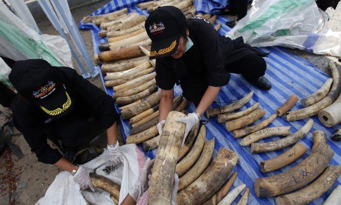 Thailand Finds Record Number of Elephant Tusks in Bean Sacks  (+ video)
