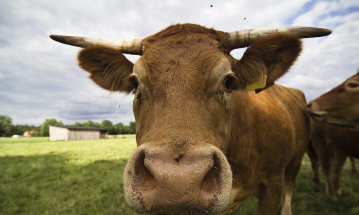 Retina Scans Could Spot ‘Mad Cow’ Faster