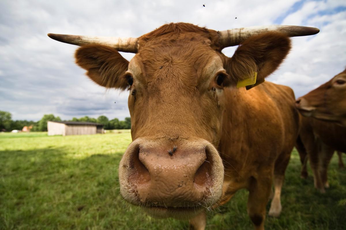 Retina Scans Could Spot ‘Mad Cow’ Faster