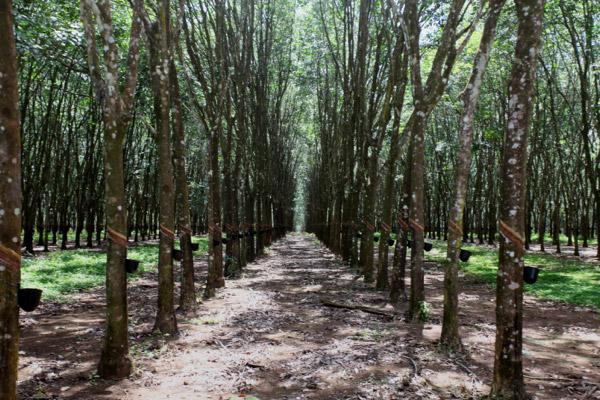 Deforestation Driven by Demand for Natural Rubber