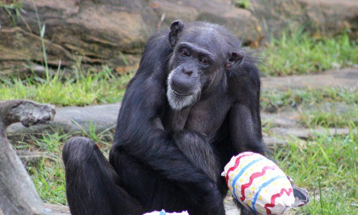 Two Chimps Were Just Granted ‘Human Rights’ by a New York Court