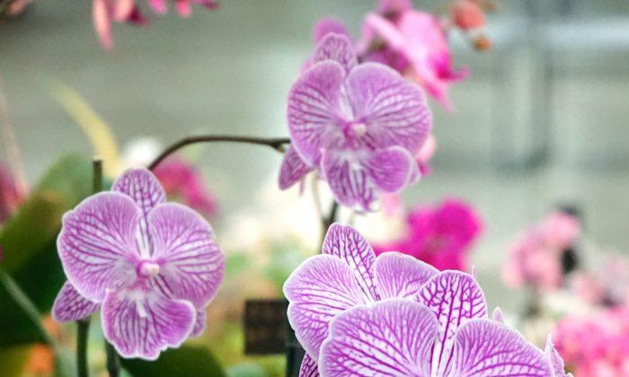 Lasting Beauty: Why We Love Orchids