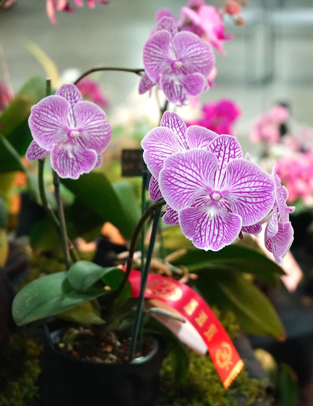 Lasting Beauty: Why We Love Orchids