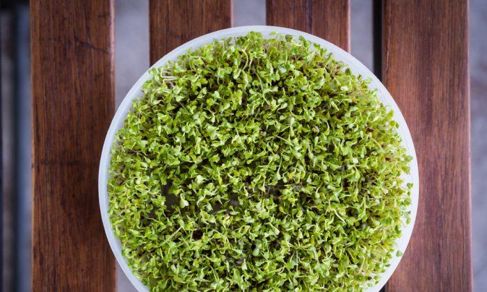 Broccoli Sprout Extract May Prevent Mouth Cancer
