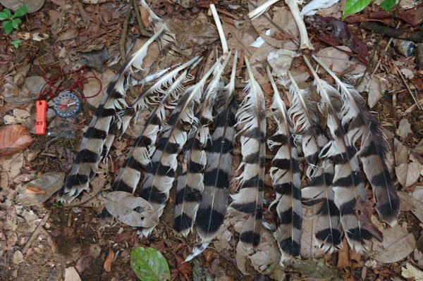 Commercial Bushmeat Hunting Pressuring Birds in Africa