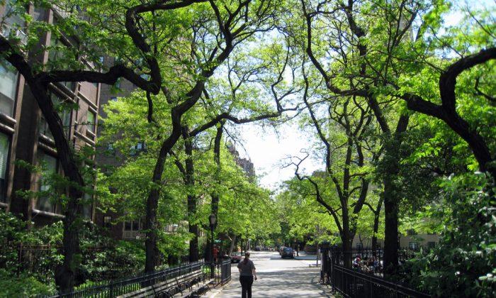More Money Means More Trees in US Cities