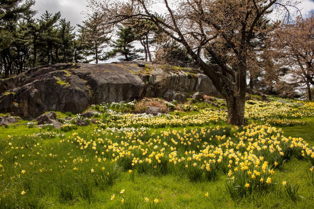 A Real Life Narnia’s Closet: New York Botanical Garden
