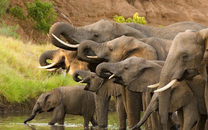 Botswana Lifts Ban on Hunting Elephants
