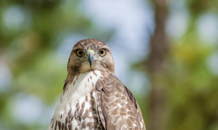 ‘Flameproof’ Hawk Is World’s Most Polluted Bird