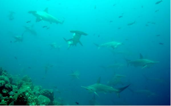 Shark Fin Shipment by American Airlines Ended