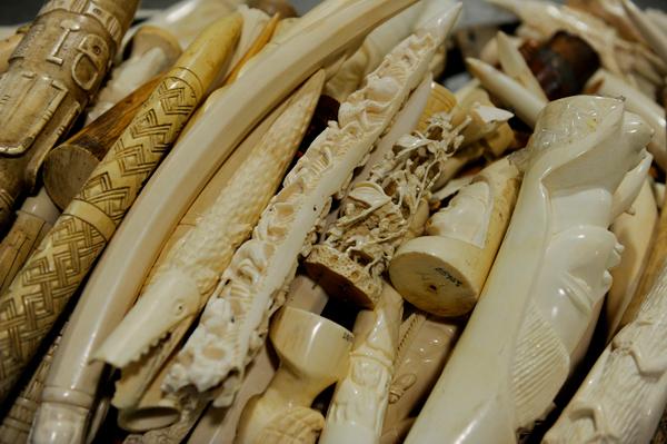 Illegal Ivory Trade Alive and Well on Craigslist