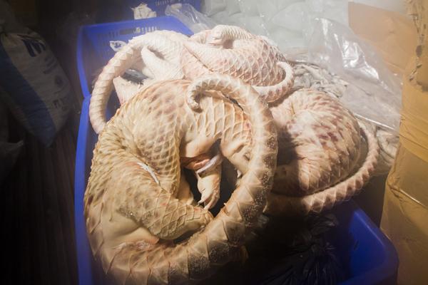 Five Tons of Frozen Pangolins Busted in Indonesia