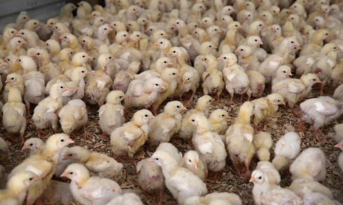 Why Chicken Is the First Meat to Go Antibiotic-Free