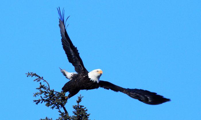 Two Bald Eagles Shot in 1 Week in Southeast Missouri, Reports Say