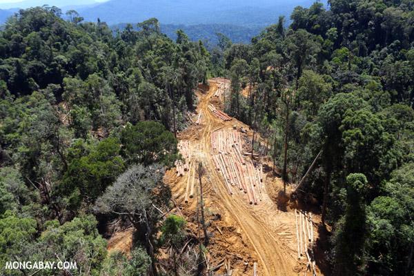 Selective Logging Leaves More Dead Wood in Rainforests