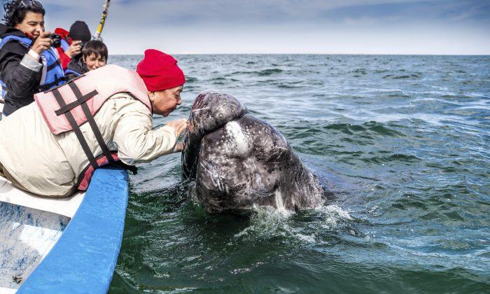 Top 10 Places in the World for Whale Watching