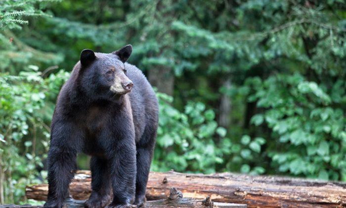 Close Encounters of the Black Bear Kind