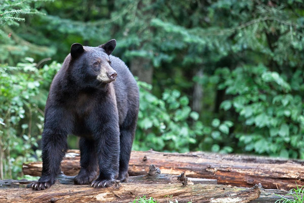 Close Encounters of the Black Bear Kind