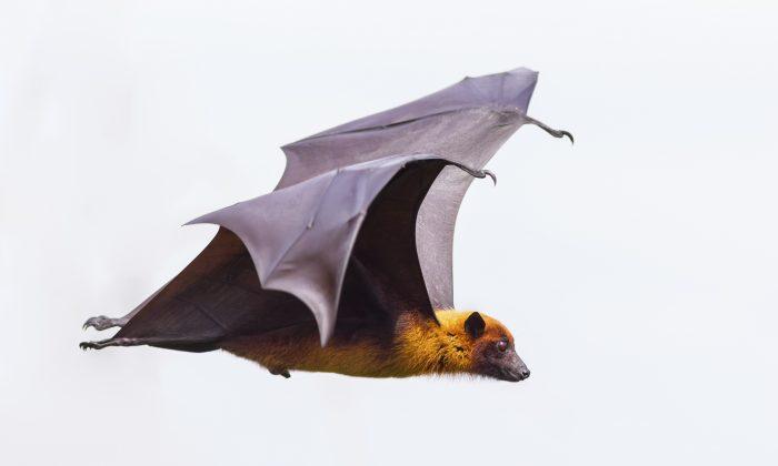 Touch Sensors on Wings Let Bats ‘Feel’ Airflow