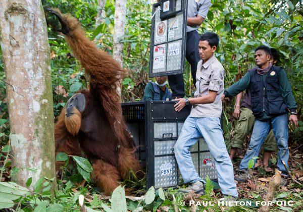 Orangutan Rescued Amid Sea of Palm Oil