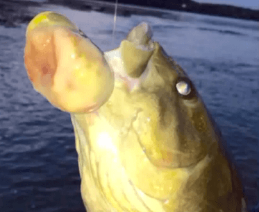 Fish Caught in Pennsylvania Tests Positive for Cancer (Video)
