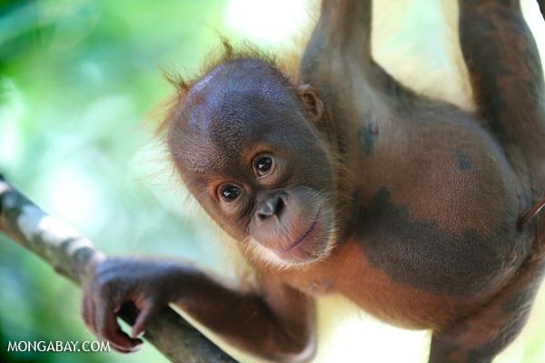 30 Illegal Orangutan Pets Seized in Indonesia