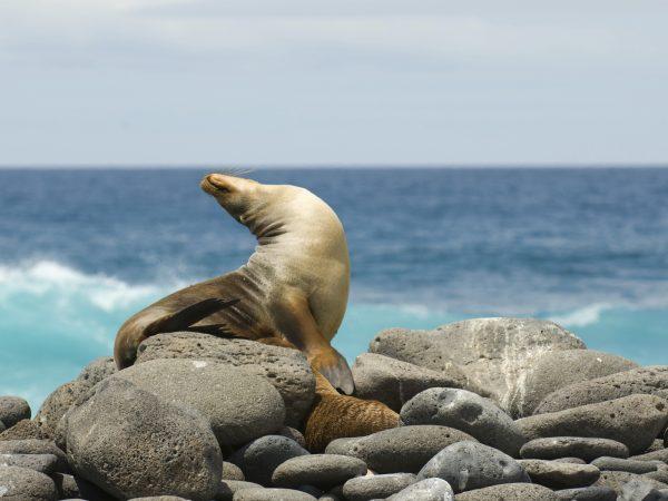 A stock photo of a sea lion. (javarman3, iStock)