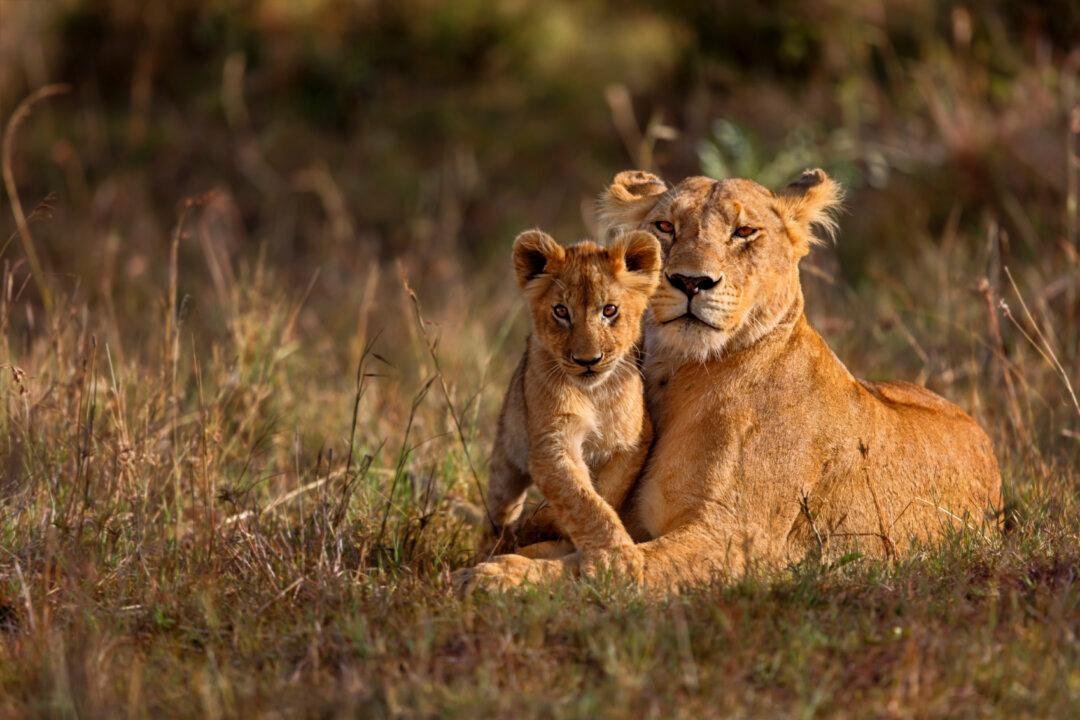 Top 10 Safari Camps for Elephant Viewing