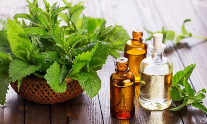 Peppermint Oil: A Potent Oil With the Power of Menthol