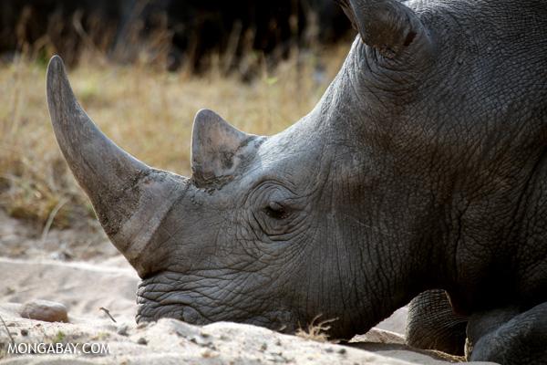 Rhino Poaching Rate Rises 18 Percent in South Africa