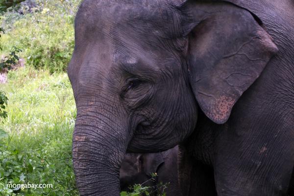 Elephant Habitat Bulldozed for Palm Oil in Indonesia