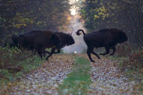 Europe’s Biggest Animal Bounces Back After 100 Years