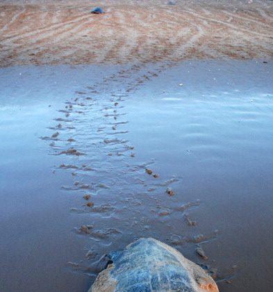 Millions of Olive Ridley Turtles Hatch in India’s Largest Rookery