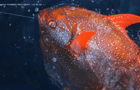 Meet the Opah, the First Known Warm-Blooded Fish (Video)