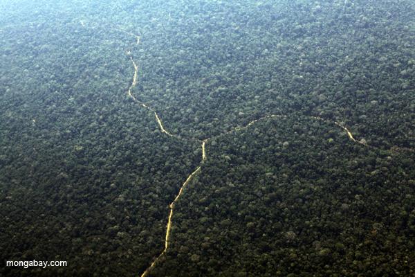 Peru’s Primary Forests Crisscrossed With Illegal Roads