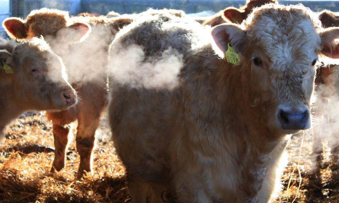 Hormones for Cattle Stick Around in Streams