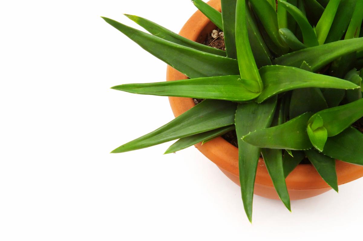 Aloe vera has been considered one of the most healing plants on the planet.(felinda/iStock)