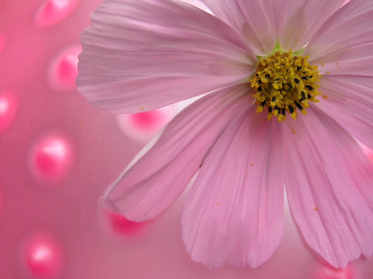 Vulvodynia, Acupuncture, and Chinese Medicine