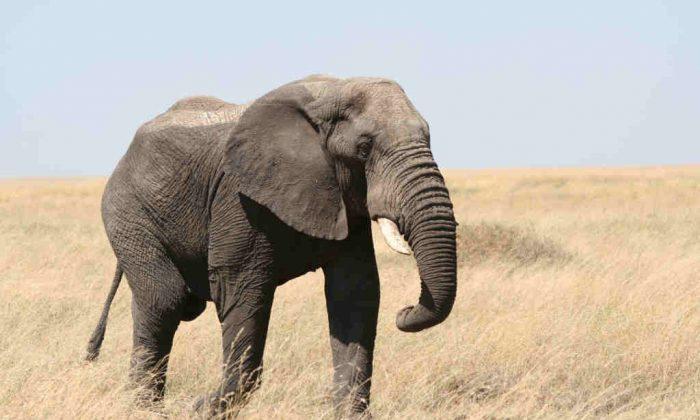 Zimbabwean Government Exports Elephants Despite Protest
