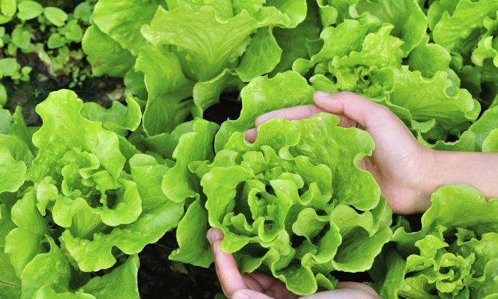 11 Vegetables Anyone Can Grow on Their Own