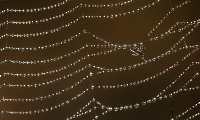 Scientists Crack Code for Making Spider Silk