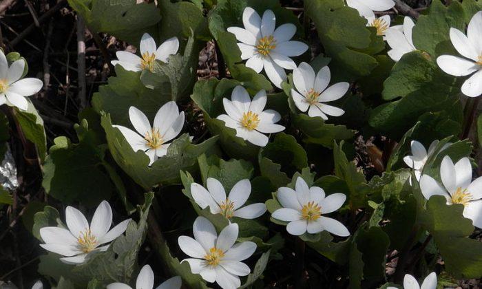 Bloodroot for Skin Cancer