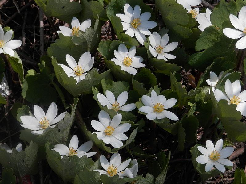 Bloodroot for Skin Cancer