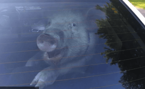Captured Pig Caught Smiling in Police Patrol Car (Video)
