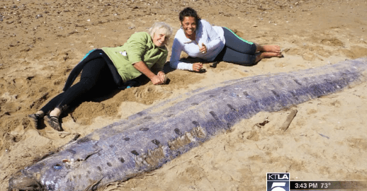 Rare 17-Foot Deep Sea Creature Washes Ashore in California (Video)