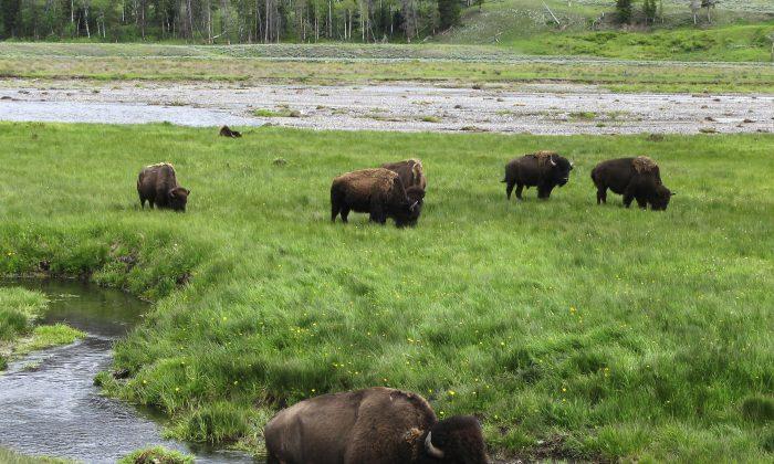 Government Agencies to Kill or Remove up to 900 American Bison