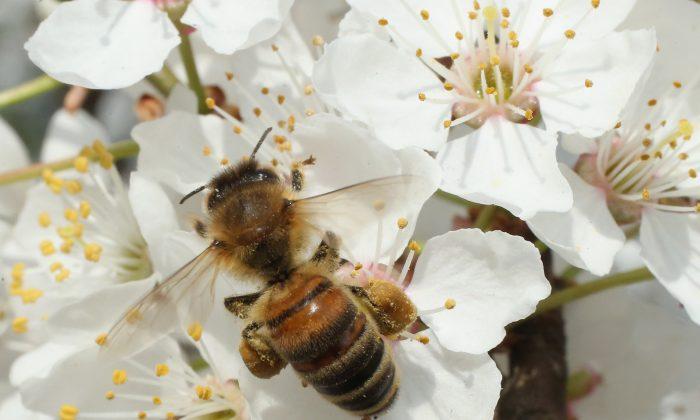 Wild Bees Are Dying Because of Pesticides on Orchards, Scientists Find