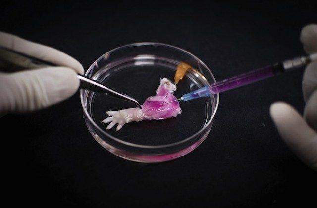 Scientist Grow Semi-Working Limbs in a Lab for the First Time—For Rats (Video)
