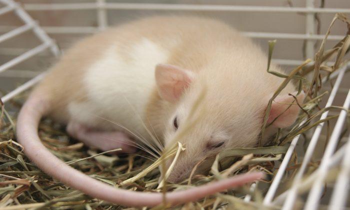 Do Rats Dream of the Future?
