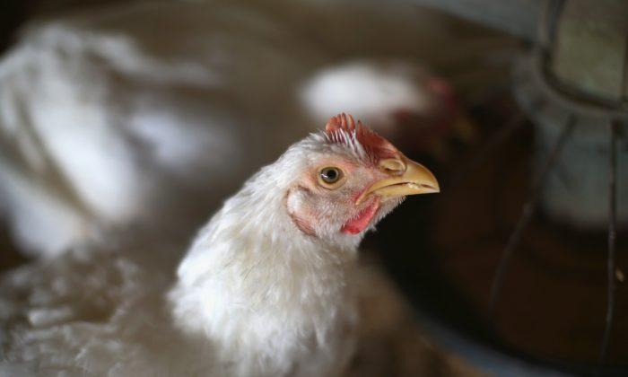 Avian Flu in US Is Serious Enough to Potentially Infect Humans, Federal Government Warns